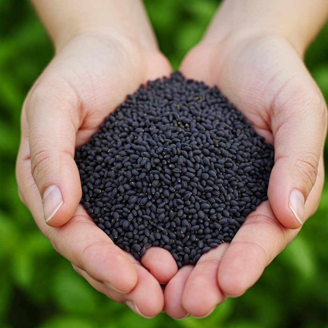 Basil Seeds