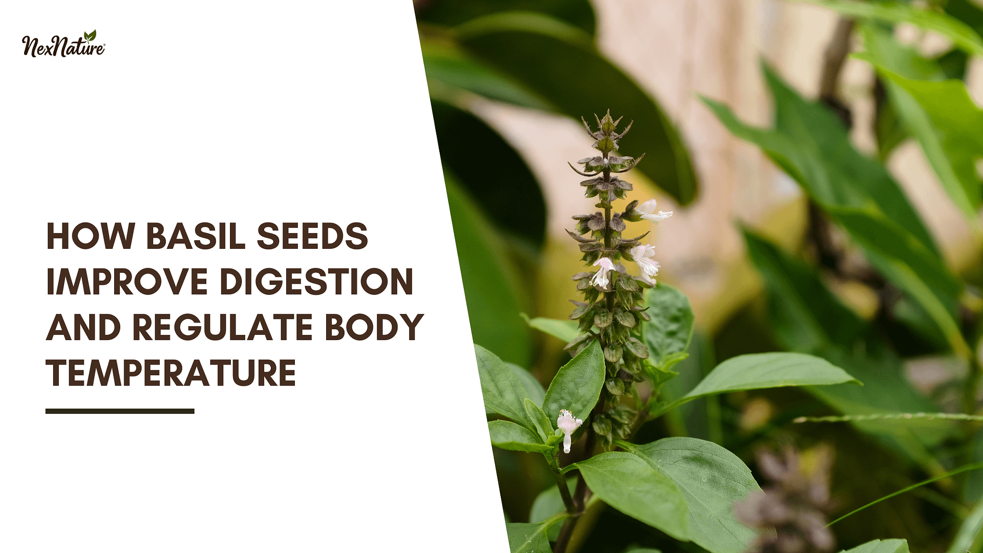 How Basil Seeds Improve Digestion and Regulate Body Temperature