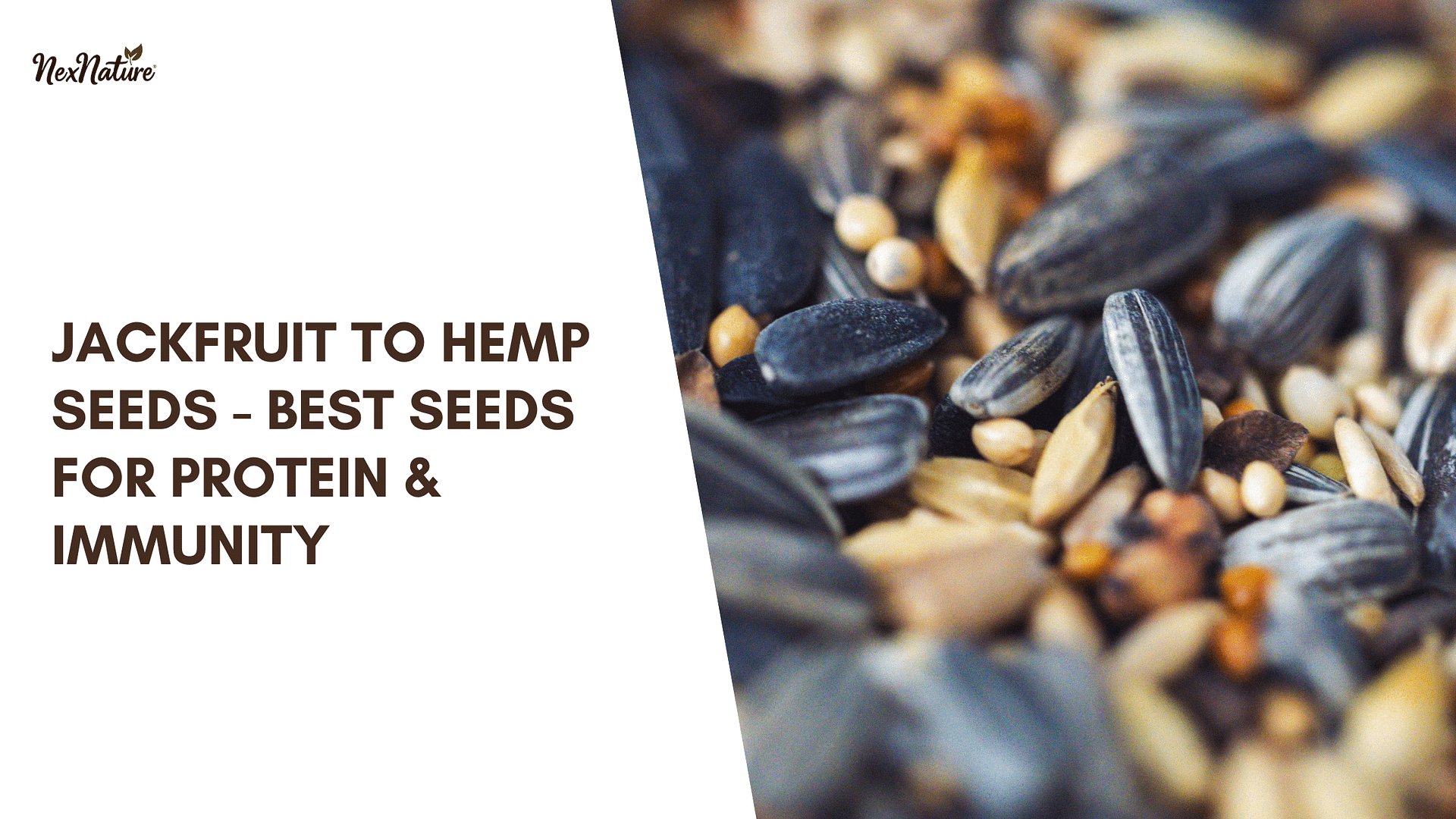 Jackfruit To Hemp Seeds - Best Seeds For Protein & Immunity